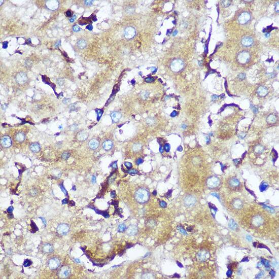 SERINC1 Antibody