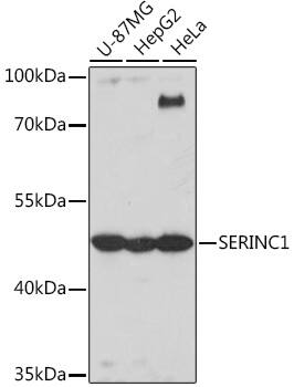 SERINC1 Antibody
