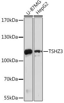 ZNF537 Antibody