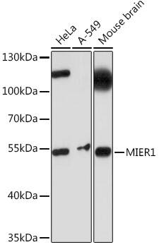 MIER1 Antibody