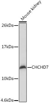 CHCHD7 Antibody