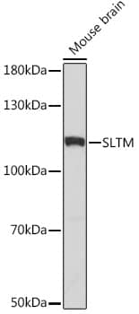 SLTM Antibody