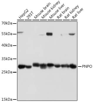 PNPO Antibody