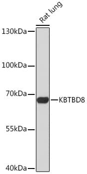 KBTBD8 Antibody