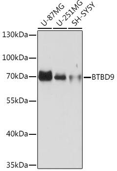 BTBD9 Antibody