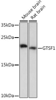 GTSF1 Antibody