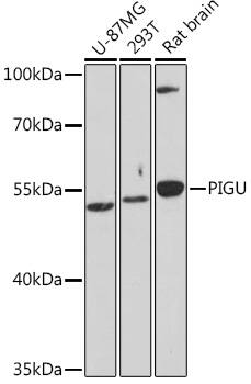 PIGU Antibody