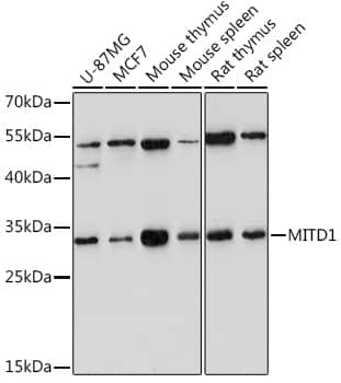 MITD1 Antibody