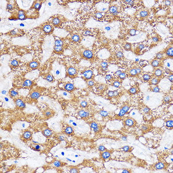 MITD1 Antibody
