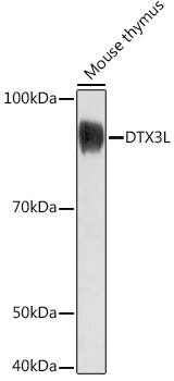 DTX3L Antibody