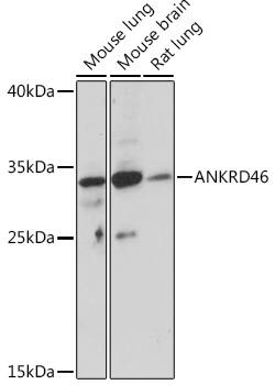 ANKRD46 Antibody