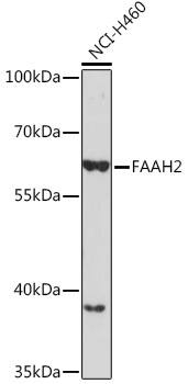 FAAH2 Antibody