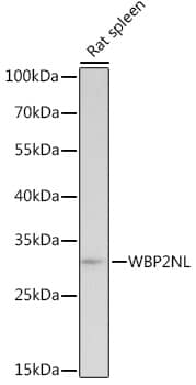 WBP2NL Antibody