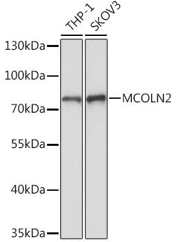 Mucolipin 2 Antibody