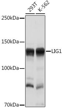 DNA Ligase I Antibody