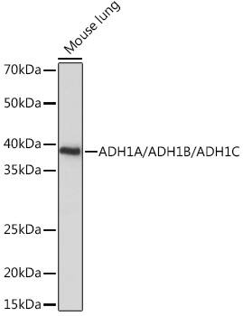 alcohol dehydrogenase Antibody