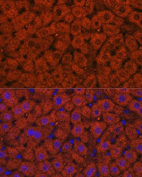 alcohol dehydrogenase Antibody