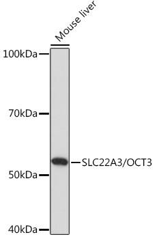 SLC22A3 Antibody