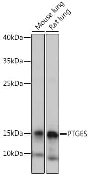 Prostaglandin E Synthase Antibody