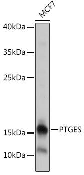 Prostaglandin E Synthase Antibody