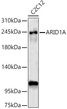 ARID1A Antibody