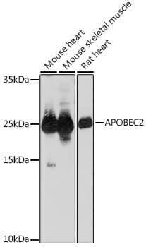 APOBEC2 Antibody