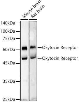 OXTR Antibody