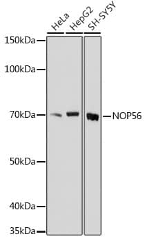 NOP56 Antibody