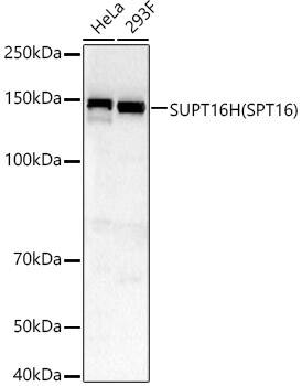 SUPT16H Antibody