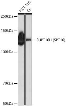 SUPT16H Antibody