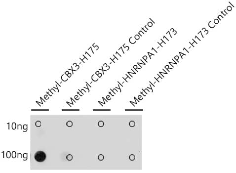 CBX3 Antibody