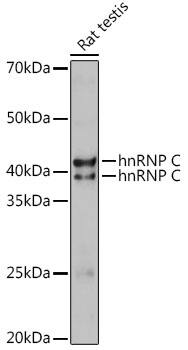 hnRNP C1 + C2 Antibody