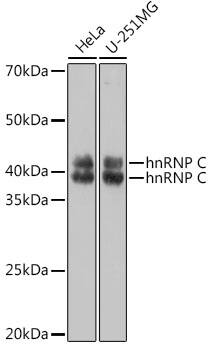 hnRNP C1 + C2 Antibody