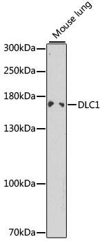 DLC1 Antibody