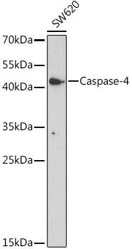 Caspase-4 Antibody