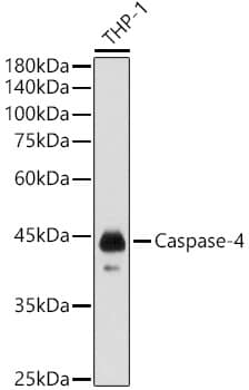 Caspase-4 Antibody