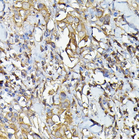 Caspase-4 Antibody