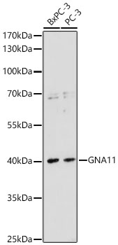 GNA11 Antibody