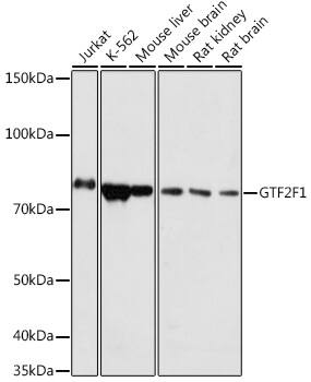 RAP74 Antibody