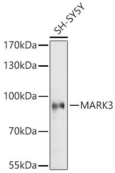 Mark3 Antibody