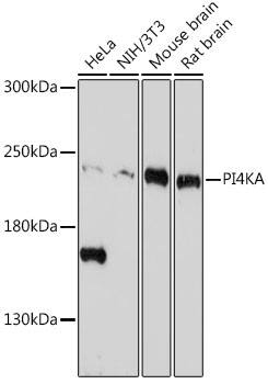 PIK4CA Antibody