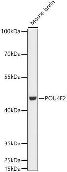 BRN3B/POU4F2 Antibody