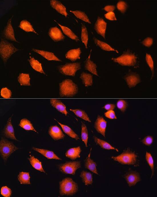 Ext2 Antibody