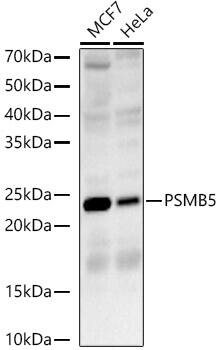 PSMB5 Antibody