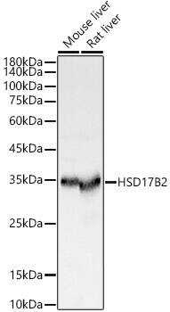 HSD17B2 Antibody