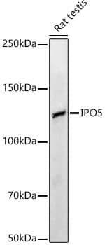 Karyopherin (importin) beta 3 Antibody