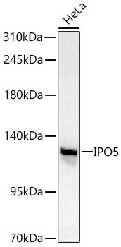 Karyopherin (importin) beta 3 Antibody