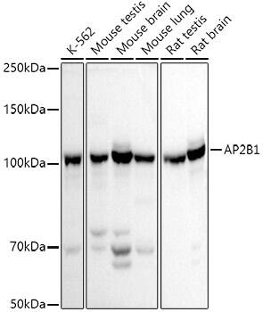 Beta 2 Adaptin Antibody