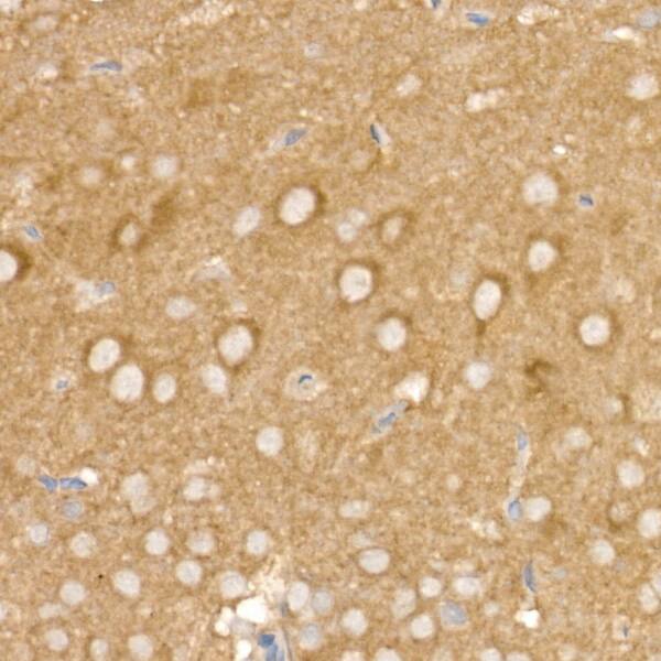 Beta 2 Adaptin Antibody