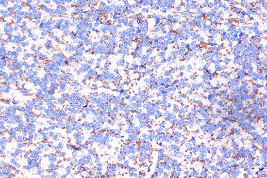 Myelin PLP Antibody